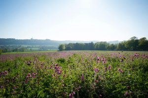 Cissbury Sussex